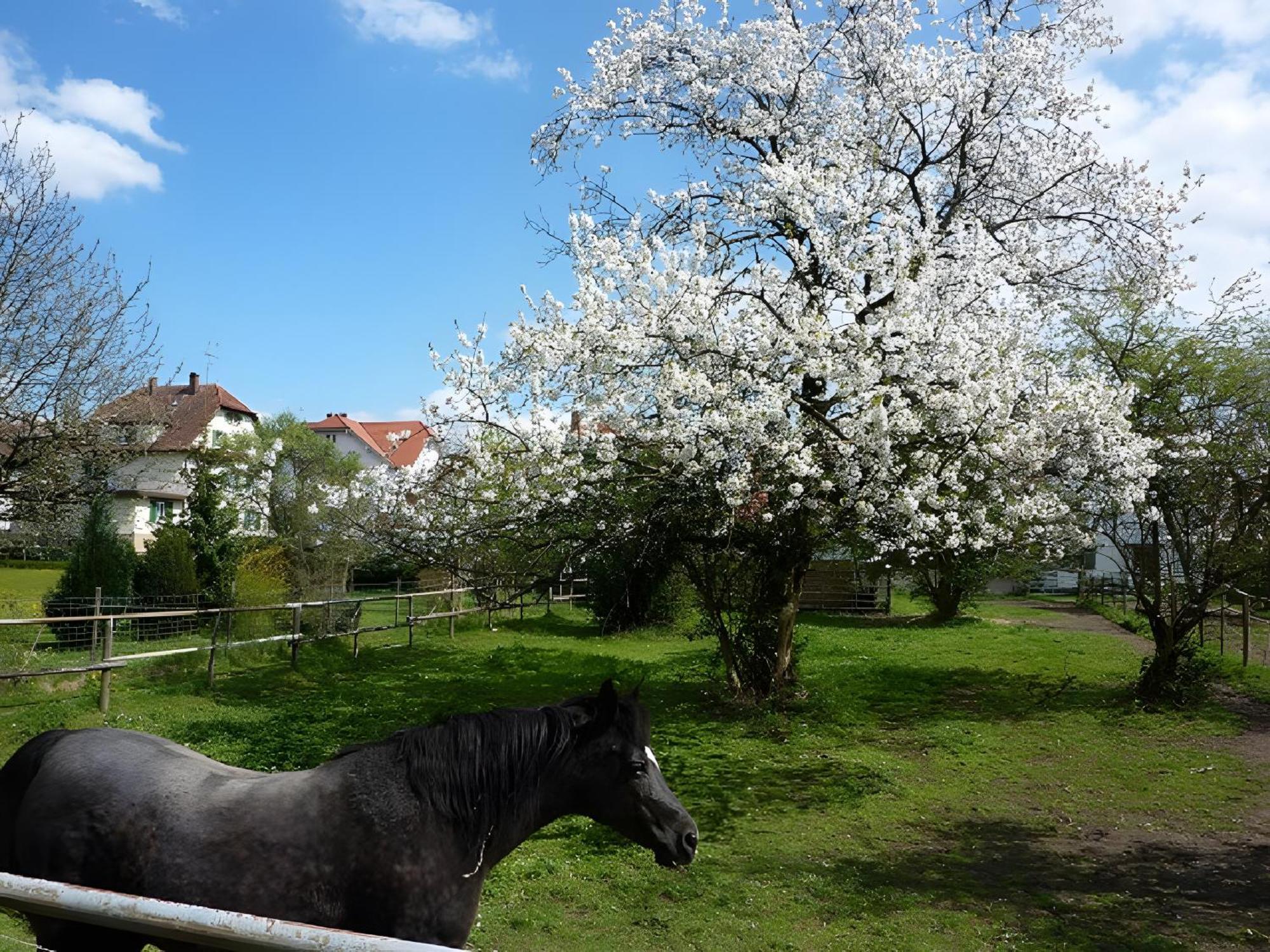 Ferienwohnung Diepold Wasserburg Dış mekan fotoğraf